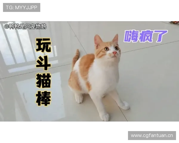 掌敏洁家的猫都比我会花钱